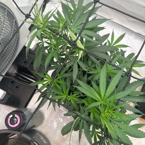 White Widow Haze growlog timeline photo