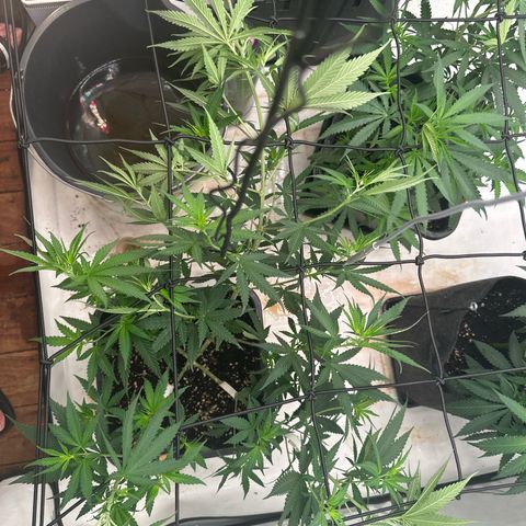 Super Silver Haze growlog timeline photo