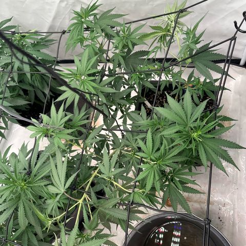Super Silver Haze growlog photo: Weiter im Netz verteilt 