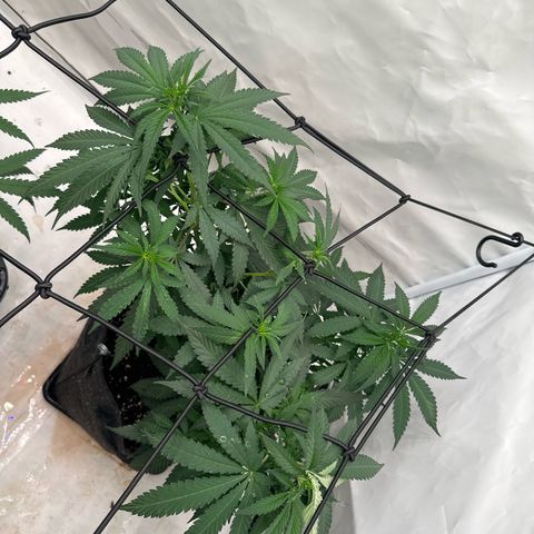 Northern Lights growlog timeline photo