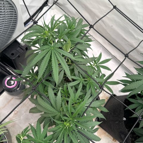 White Widow Haze growlog timeline photo