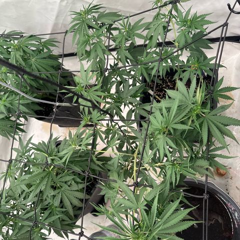 Super Silver Haze growlog timeline photo
