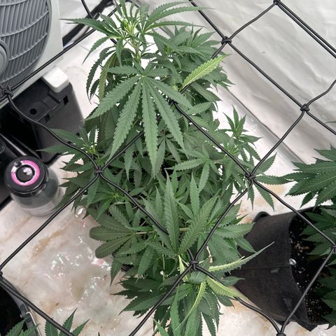 White Widow Haze growlog timeline photo