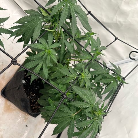 Northern Lights growlog timeline photo