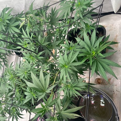 Super Silver Haze growlog photo: Explodiert 