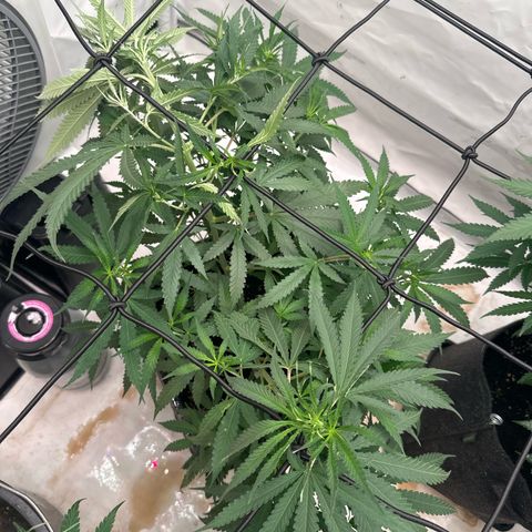 White Widow Haze growlog timeline photo