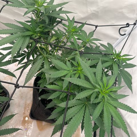Northern Lights growlog timeline photo