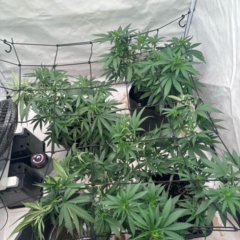 Northern Lights growlog timeline photo