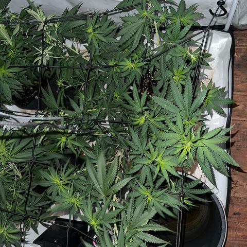 Super Silver Haze growlog photo: Box war dunkel 