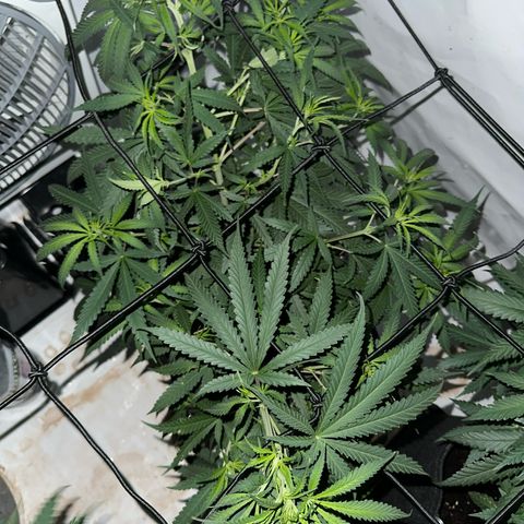 White Widow Haze growlog timeline photo