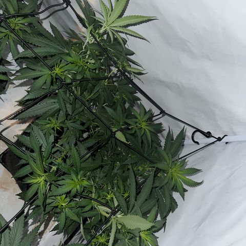 Northern Lights growlog timeline photo