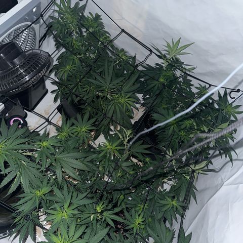 Northern Lights growlog timeline photo