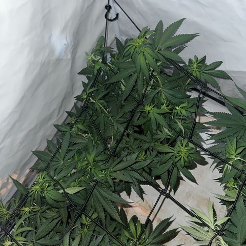 Northern Lights growlog photo: SCROG 