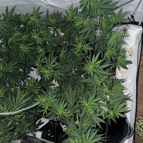 Super Silver Haze growlog timeline photo