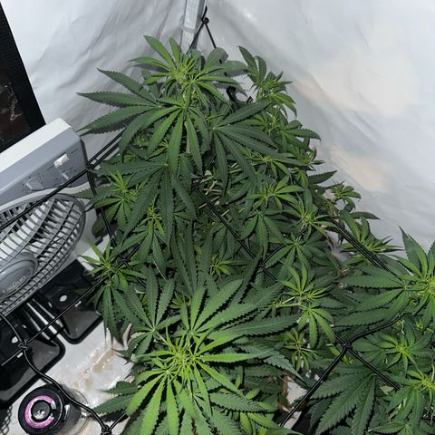 White Widow Haze growlog timeline photo
