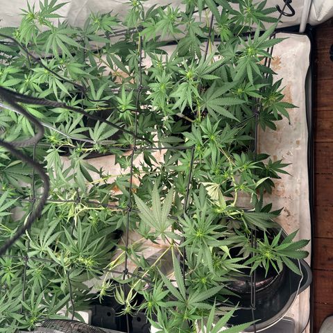 Super Silver Haze growlog timeline photo