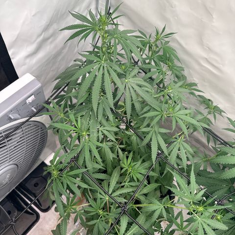White Widow Haze growlog timeline photo