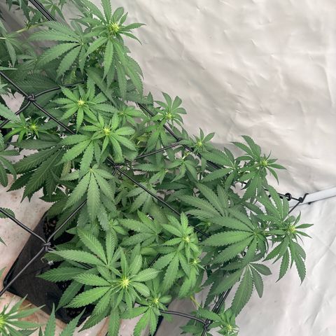 Northern Lights growlog timeline photo
