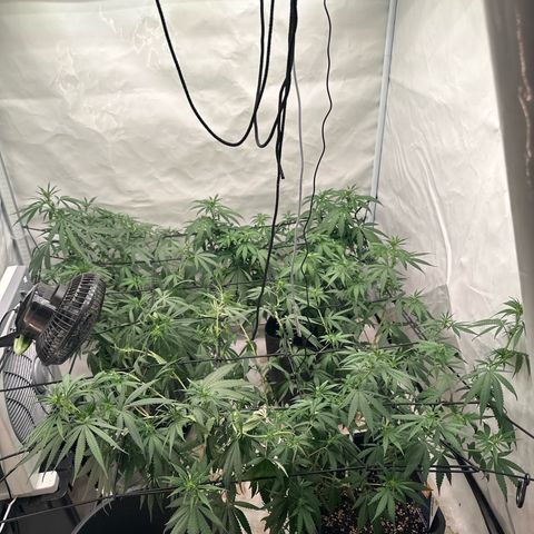 Northern Lights growlog timeline photo