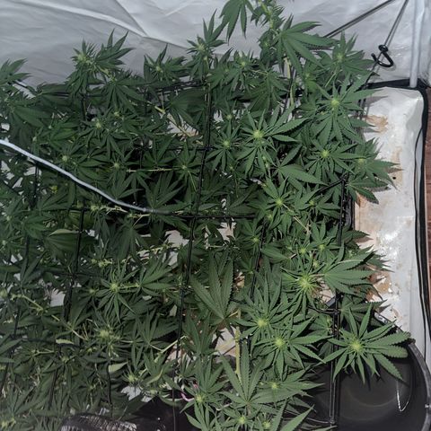 Super Silver Haze growlog timeline photo
