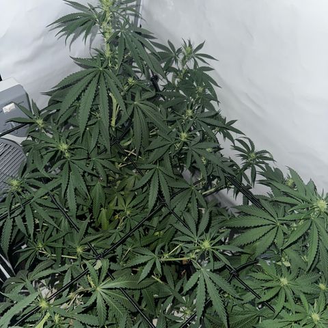 White Widow Haze growlog timeline photo