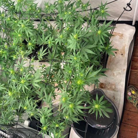 Super Silver Haze growlog timeline photo