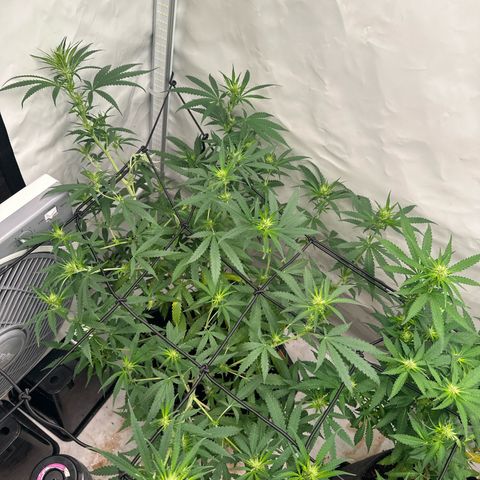 White Widow Haze growlog timeline photo