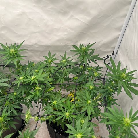 Northern Lights growlog timeline photo