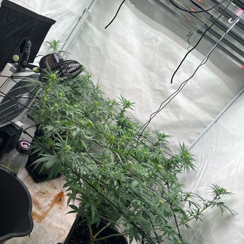 Northern Lights growlog timeline photo