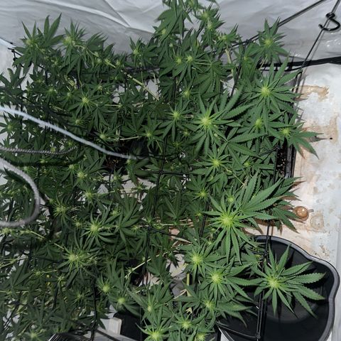 Super Silver Haze growlog timeline photo