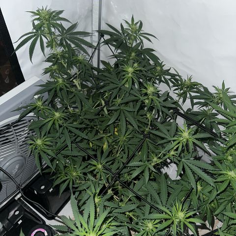 White Widow Haze growlog timeline photo