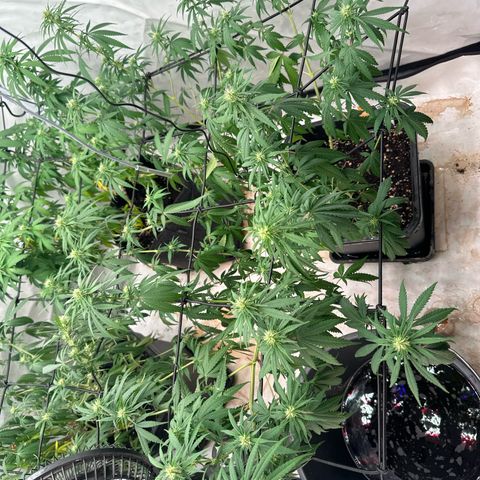 Super Silver Haze growlog timeline photo