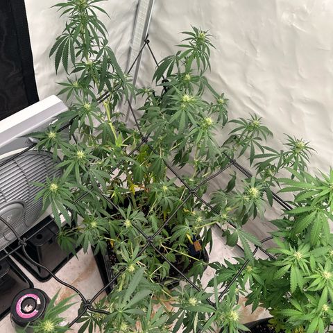 White Widow Haze growlog timeline photo