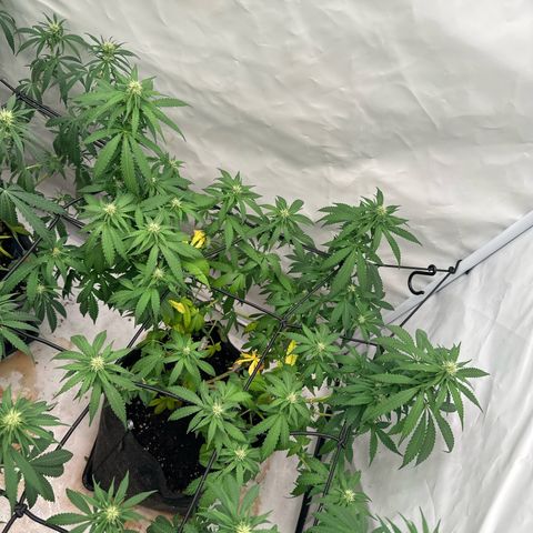 Northern Lights growlog timeline photo