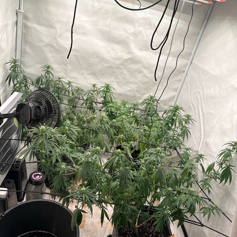 Northern Lights growlog timeline photo