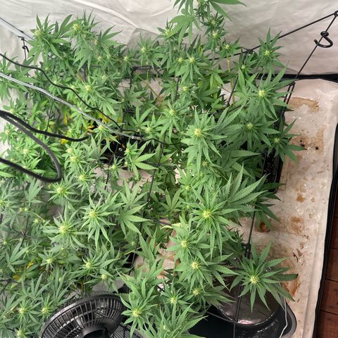 Super Silver Haze growlog timeline photo