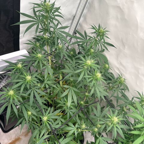White Widow Haze growlog timeline photo