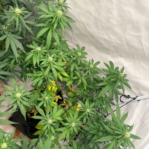 Northern Lights growlog timeline photo