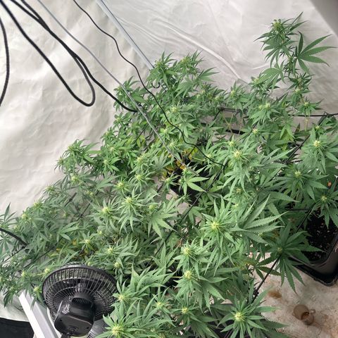 Northern Lights growlog timeline photo