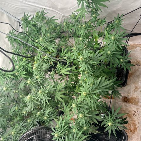 Super Silver Haze growlog timeline photo