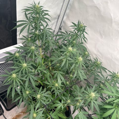 White Widow Haze growlog timeline photo