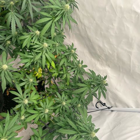 Northern Lights growlog timeline photo