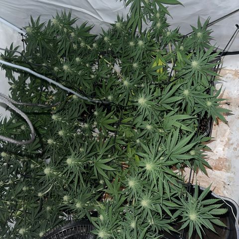Super Silver Haze growlog timeline photo