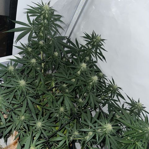 White Widow Haze growlog timeline photo