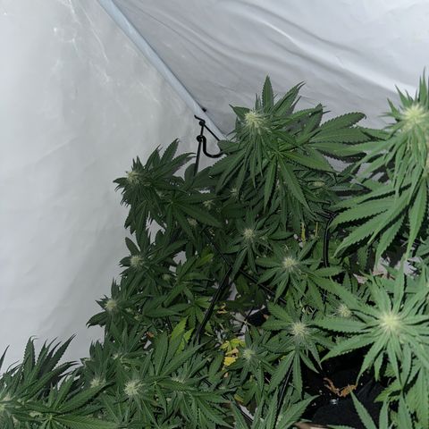 Northern Lights growlog timeline photo