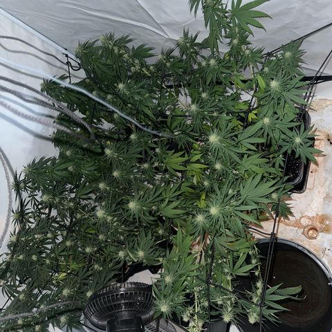 Super Silver Haze growlog timeline photo
