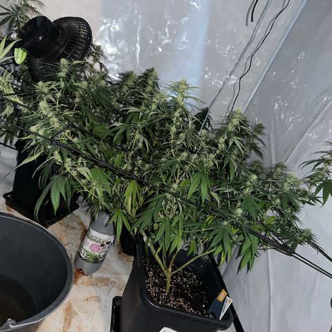 Super Silver Haze growlog timeline photo