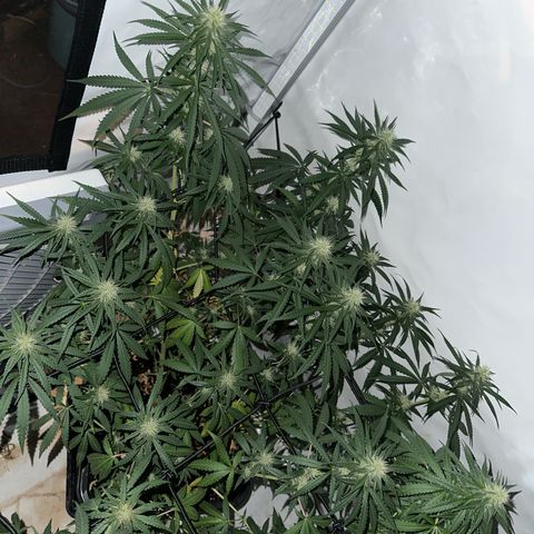 White Widow Haze growlog timeline photo