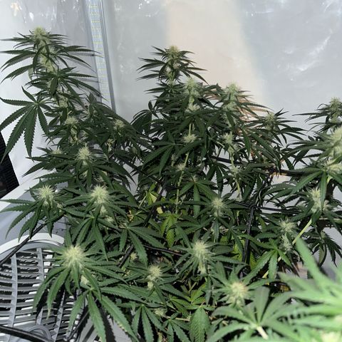 White Widow Haze growlog timeline photo