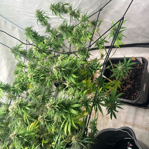 Super Silver Haze growlog timeline photo